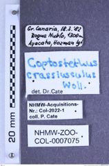 Etiketten zu Coptostethus crassiusculus (Wollaston, 1864) (NHMW-ZOO-COL-0007075)